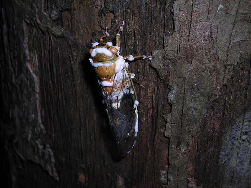 Cicada infected with Beauveria fungus in Bolivia. Image credit: 