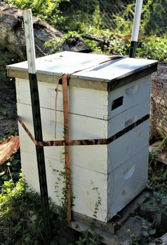 Beehive strapped to T-posts for hurricane protection, demonstrating secure hive setup.