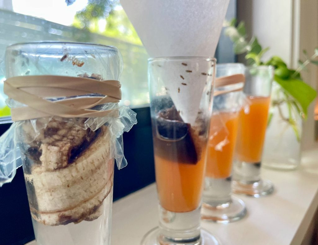 4 DIY Fruit Fly Traps