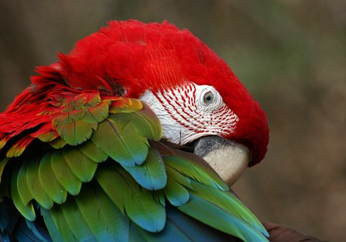 bird-1298346__340