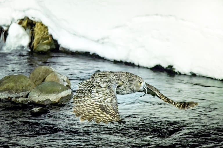 A Blakiston's Fish Owl perched on a branch, displaying its large size
