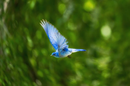 Blue Bird