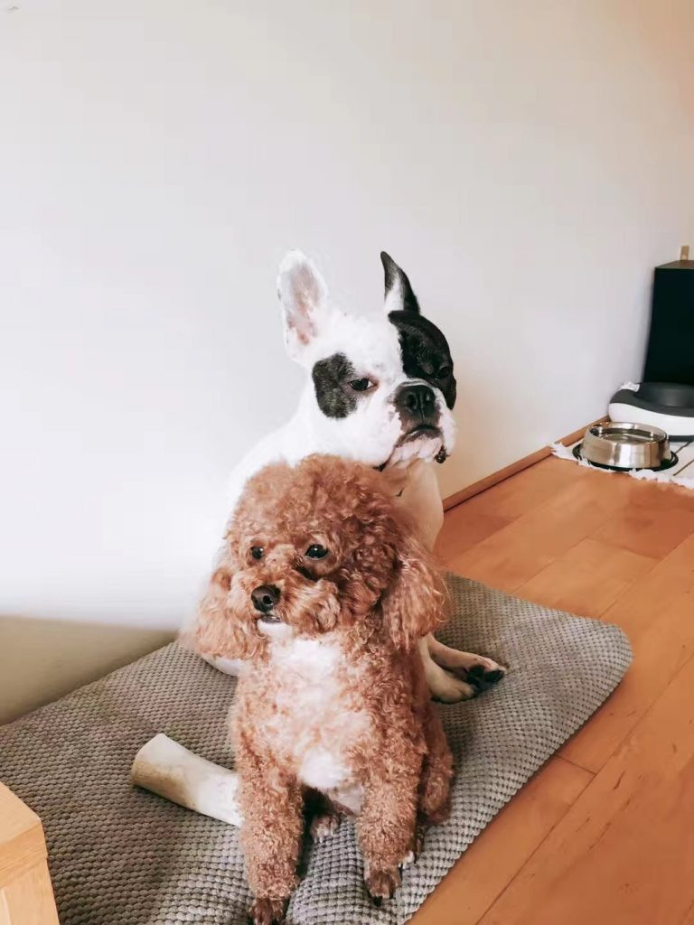 Bucky and Lucca before their trip to Australia