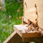 Bees swarming around a beehive entrance.