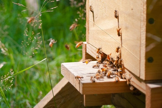 Bees swarming around a beehive entrance.