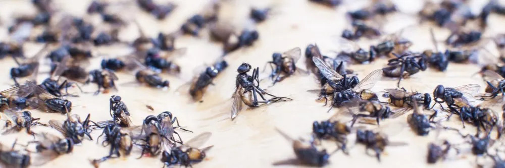 alt text: Close up of a common house fly