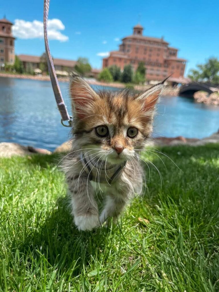 As a reward for making to the end of this long article, here is a picture of baby Moshie.