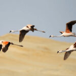 Chilean Flamingos soar through the sky in a flock, demonstrating their flight capabilities. Observing flamingos in flight is a spectacular sight.