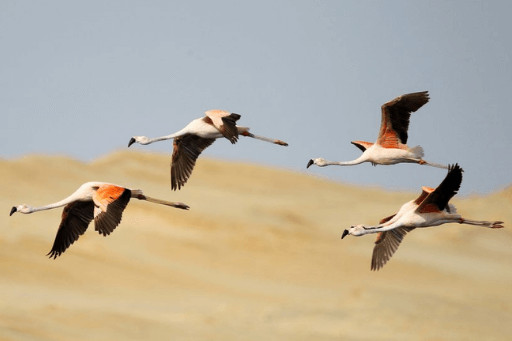 Chilean Flamingos soar through the sky in a flock, demonstrating their flight capabilities. Observing flamingos in flight is a spectacular sight.