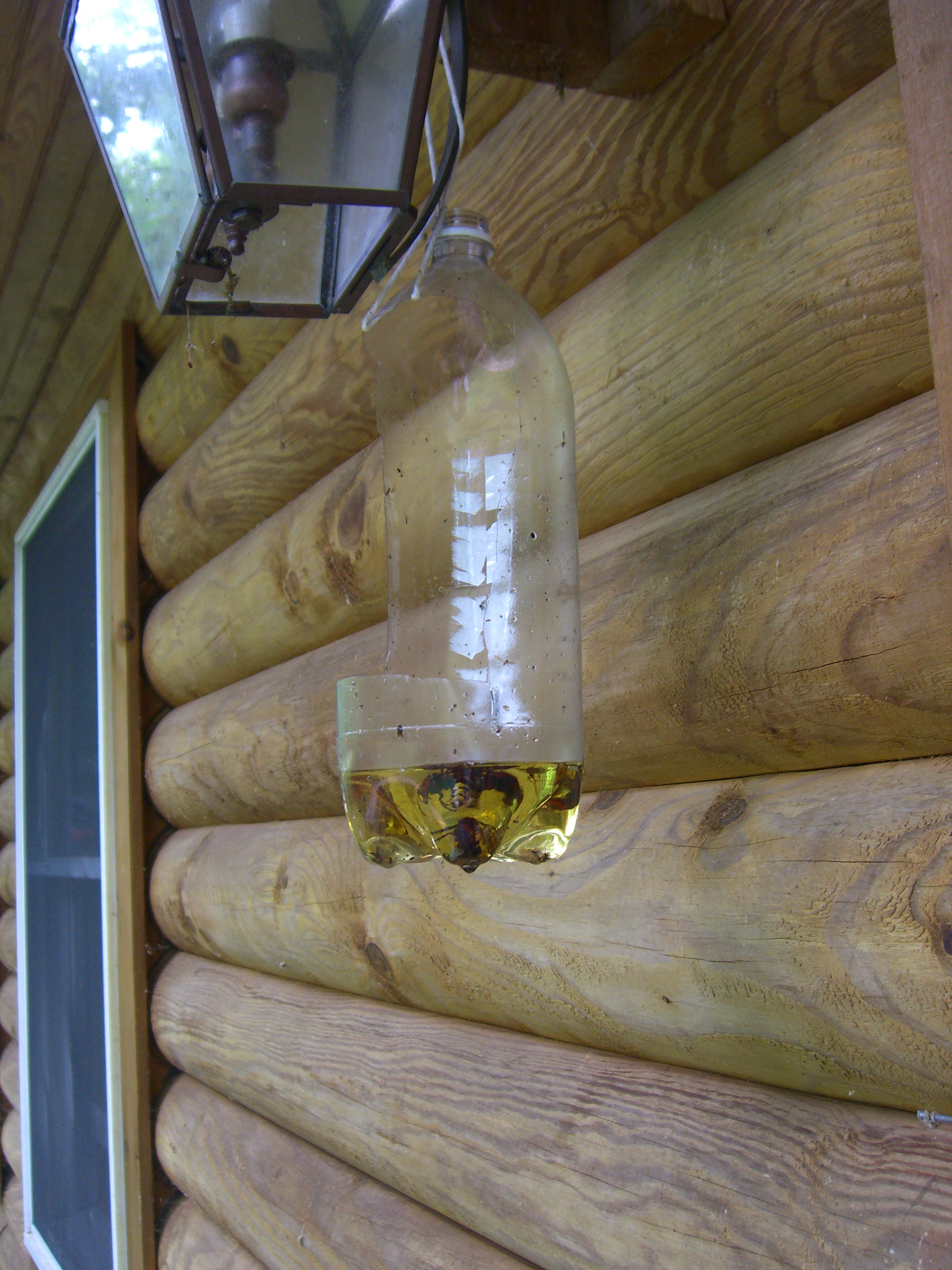 Do Yellow Jackets Fly at Night? Understanding Nocturnal Wasp Behavior