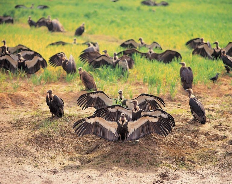 Cinereous Vultures perched on rocks, showcasing their size and dark plumage