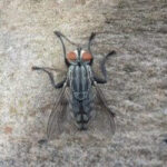 Cluster Fly Pest Control Pittsburgh
