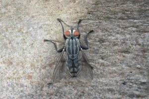 Cluster Fly Pest Control Pittsburgh