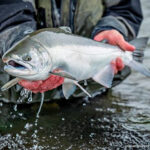 Coho Salmon at Lava Creek Lodge