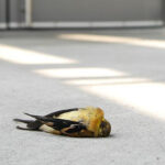 american goldfinch killed by window strike