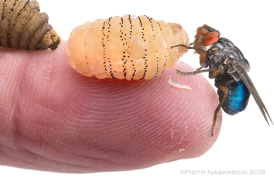 A composite image showing the human botfly life cycle stages, emphasizing the dramatic size difference between larval instars.