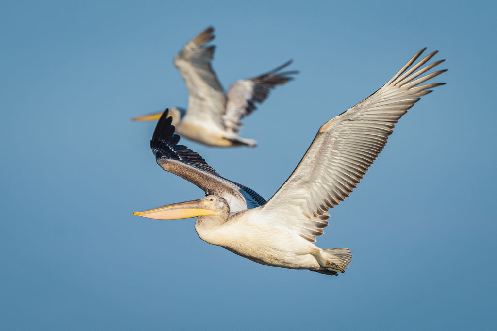 Dalmatian pelicans in flight formation, highlighting their large size and synchronized movements.