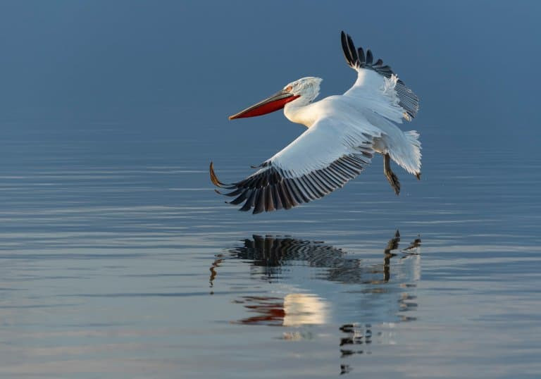 A Dalmatian Pelican in flight, showing its substantial wingspan and pouch