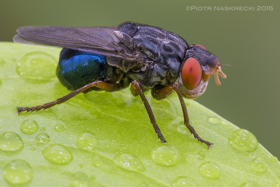 A mature human botfly in the rainforest, highlighting its role as a component of the rainforest ecosystem alongside monkeys and butterflies.