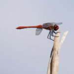 How High Can Insects Fly? Exploring Insect Flight Altitude Limits