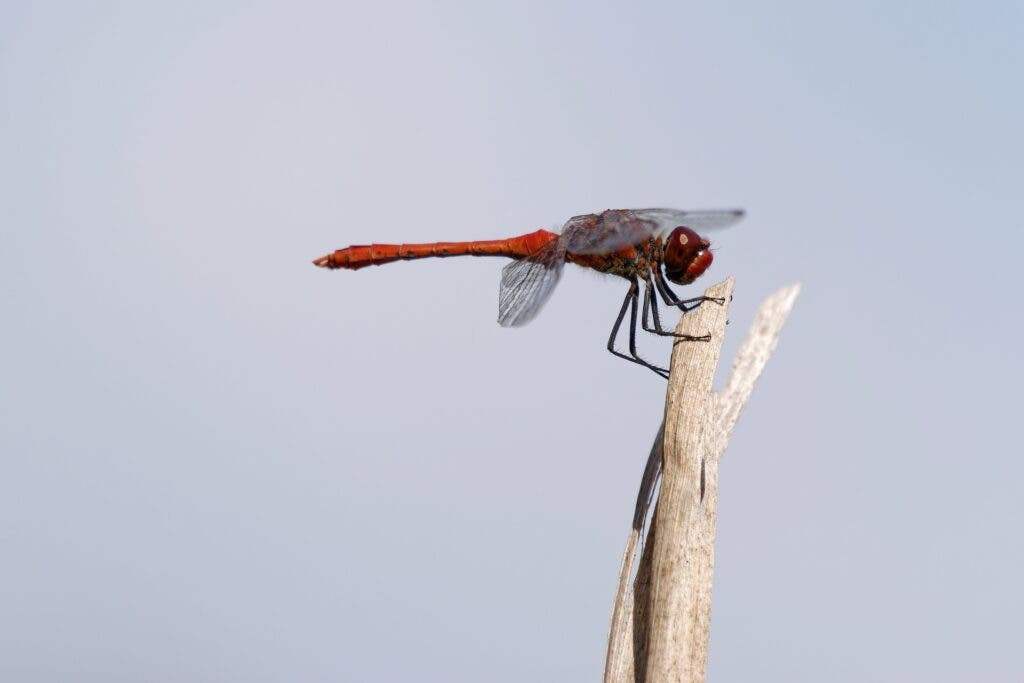 How High Can Insects Fly? Exploring Insect Flight Altitude Limits
