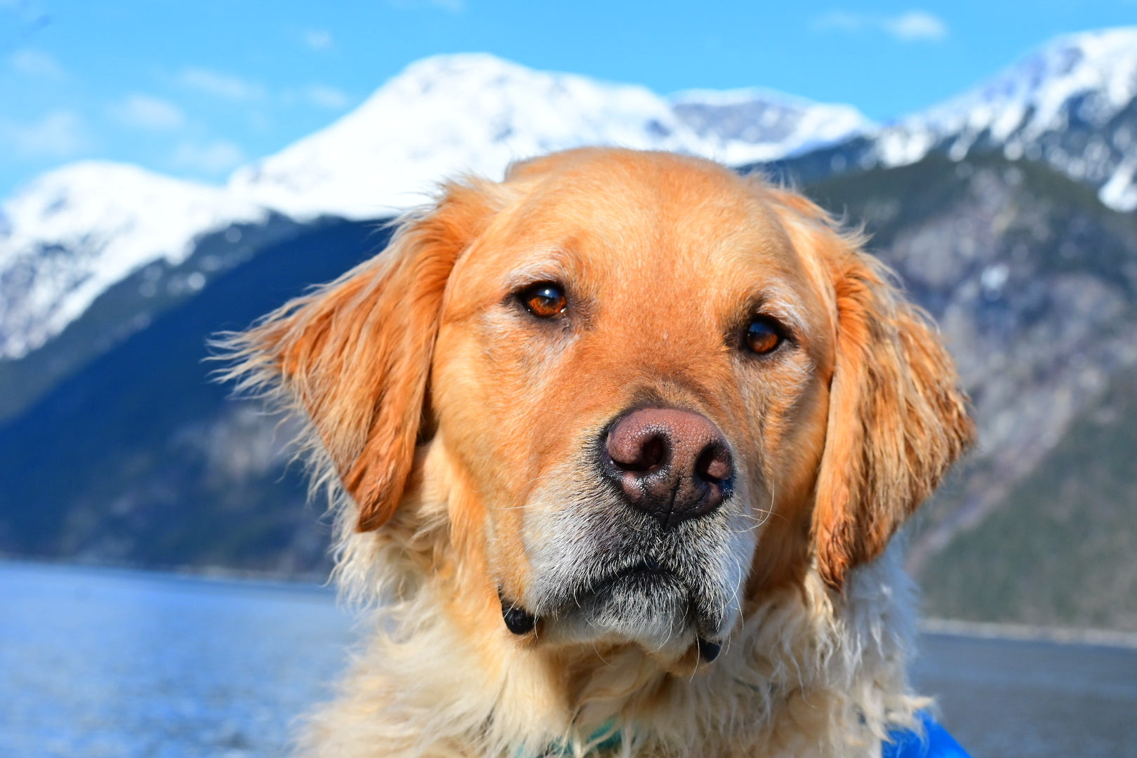 Close-up of a Golden Retriever's face, symbolizing the dog's well-being during travel