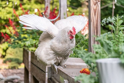 A Rhode Island Red chicken standing in a grassy yard, showcasing its red feathers and typical chicken body shape.