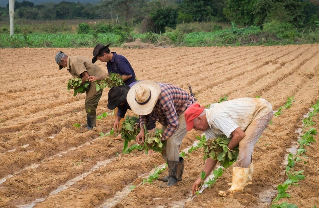 Four men diligently working in tobacco fields in Viñales, highlighting the agricultural traditions of the region.