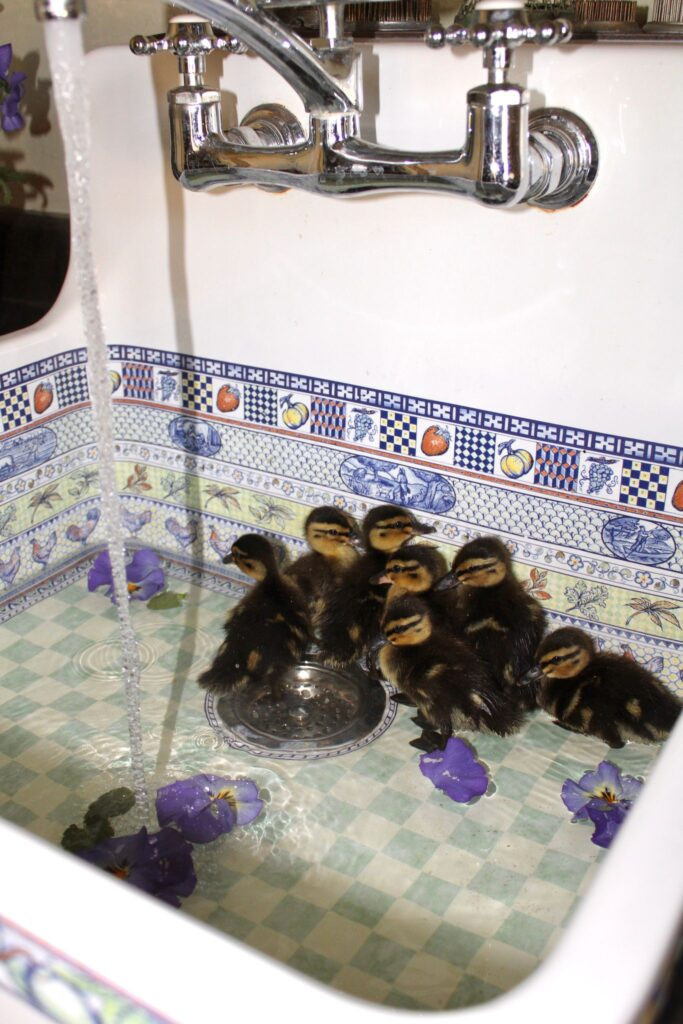 Introducing our ducklings to water