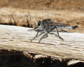 Do Robber Flies Bite? Understanding These Predatory Insects