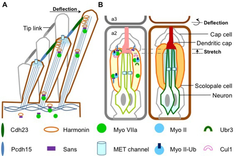 Figure 1. How sound is detected in mammals and Drosophila.