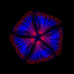 A montage of scolopidia – the structures that fruit flies require for hearing