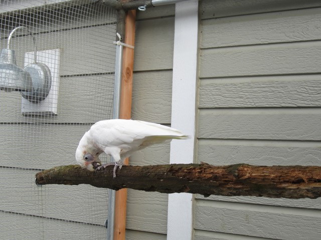 Ellie in Aviary