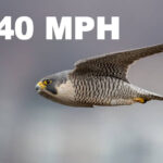 Peregrine falcon diving at high speed
