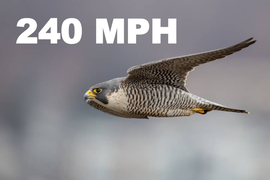 Peregrine falcon diving at high speed