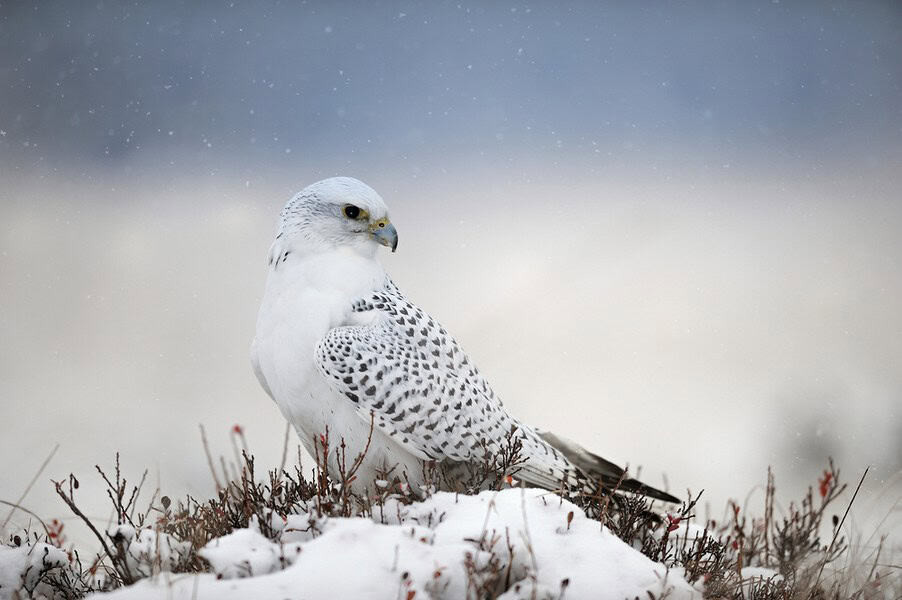 Gyrfalcon in arctic environment