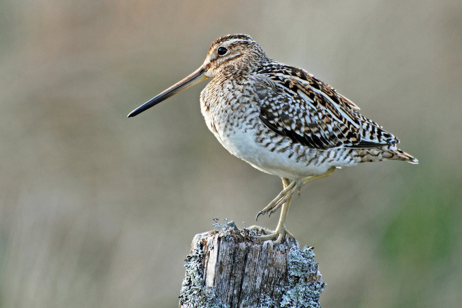 Great snipe in grassland habitat