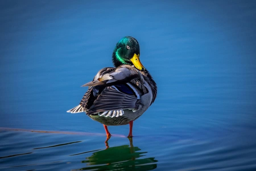 Mallard duck pair swimming