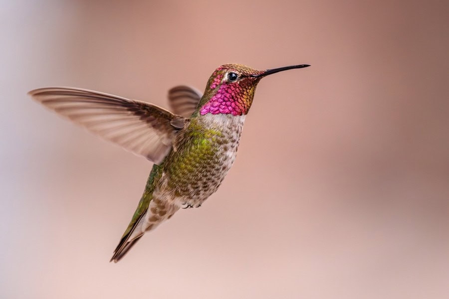 Anna's hummingbird feeding on nectar