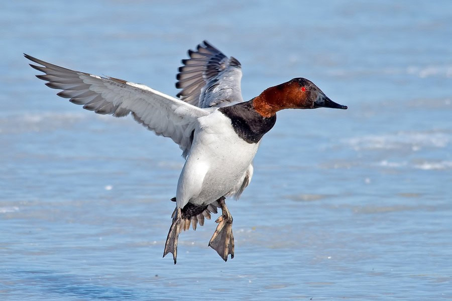 Canvasback duck in water