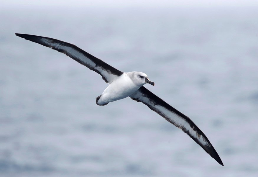Grey-headed albatross soaring over ocean