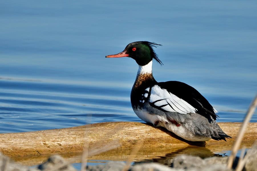 Red-breasted merganser swimming