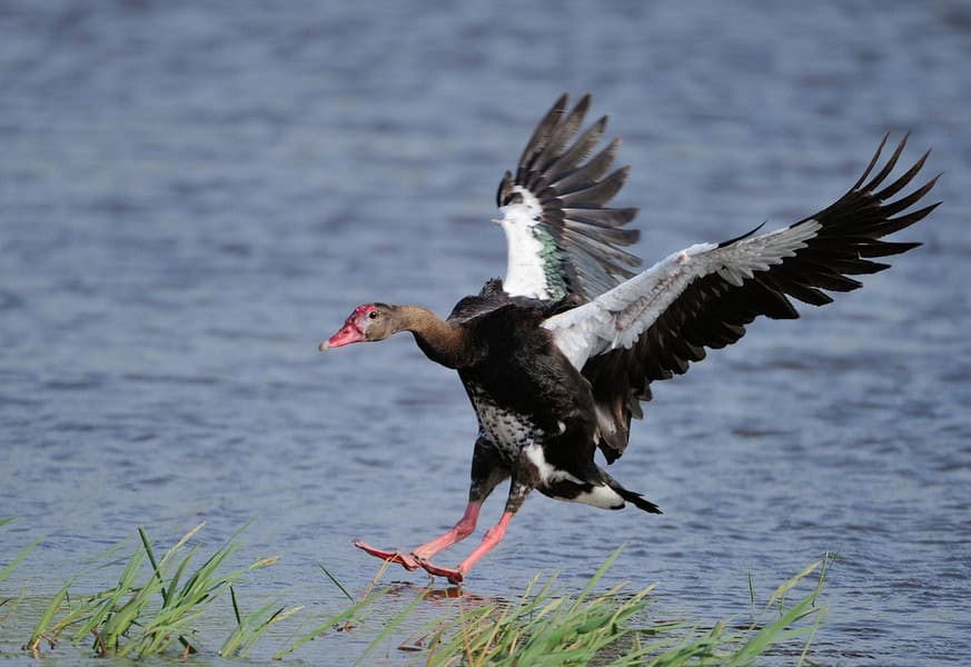 Spur-winged goose in flight