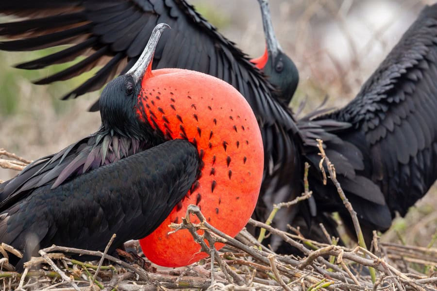 Frigatebird with inflated gular pouch