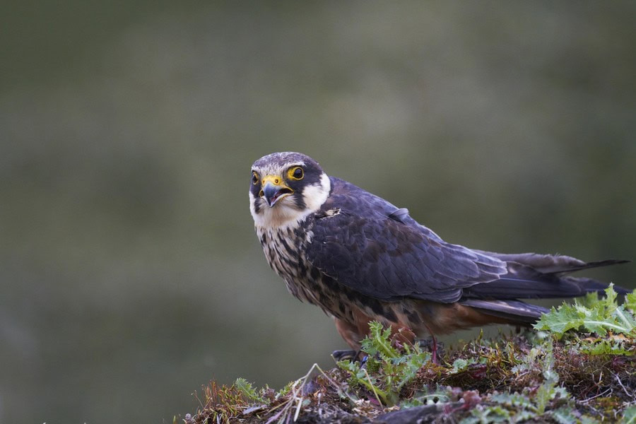 Eurasian hobby falcon in flight