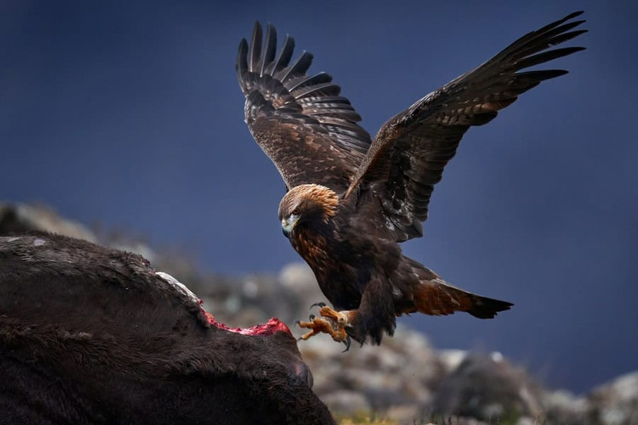 Golden eagle in flight