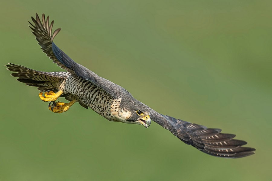 Peregrine falcon in hunting dive