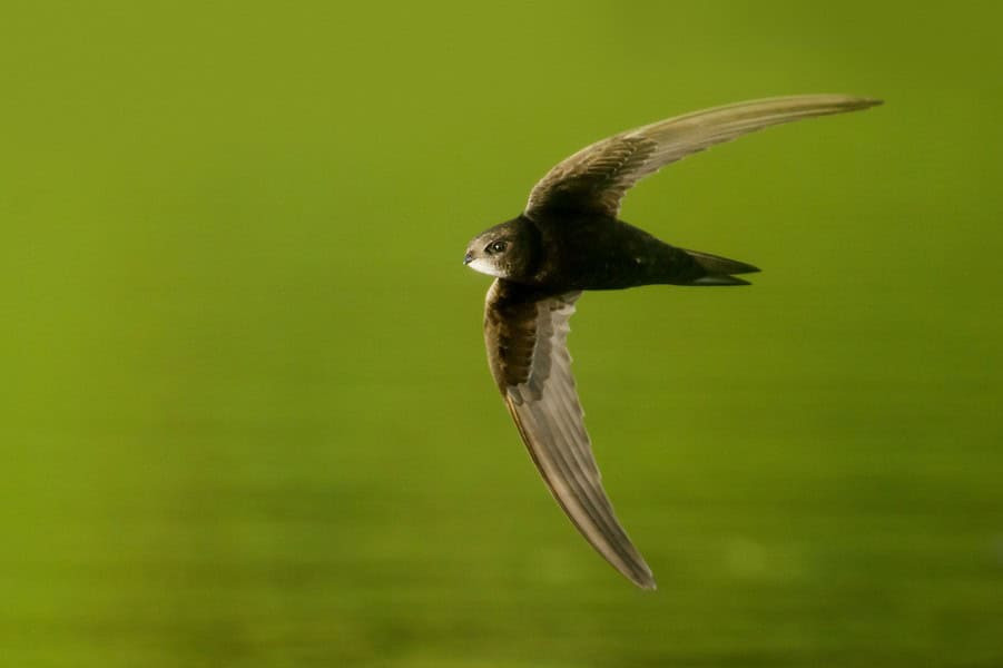 White-throated needletail swift in flight