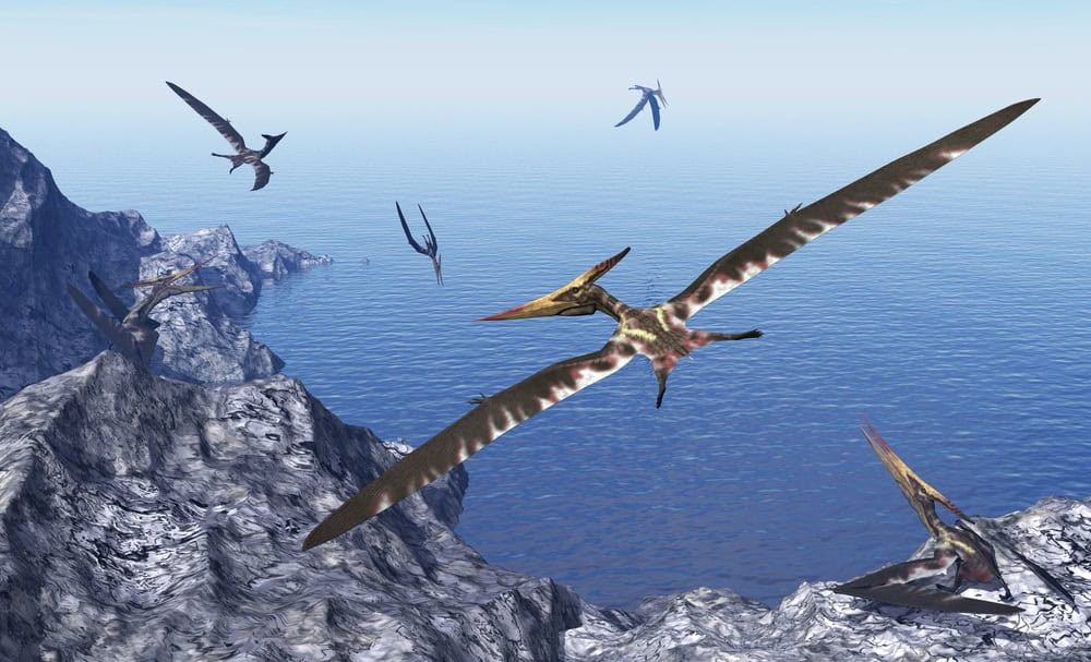Fossil of prehistoric bird