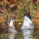 Two Canada geese with tails up, foraging for underwater plants to gain weight before migration